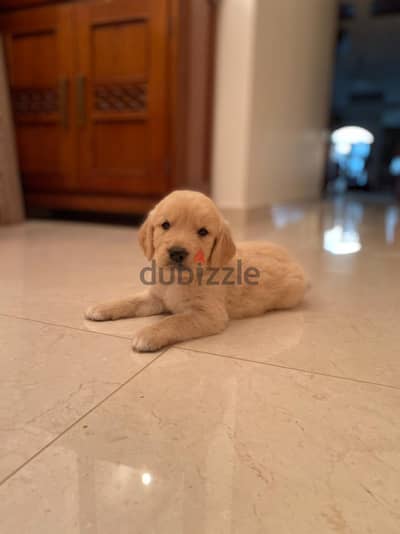 Golden retriever puppies
