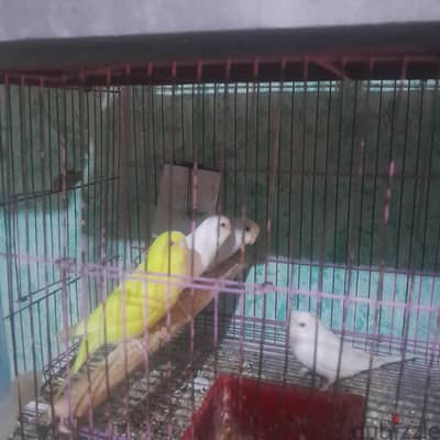 عصافير البينوا عين حمرا
