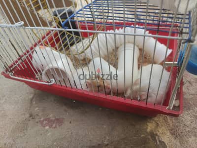 Two Syrian hamsters. Male & Female