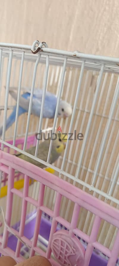 ثلاثه عصافير استرالي نتايتين ودكر