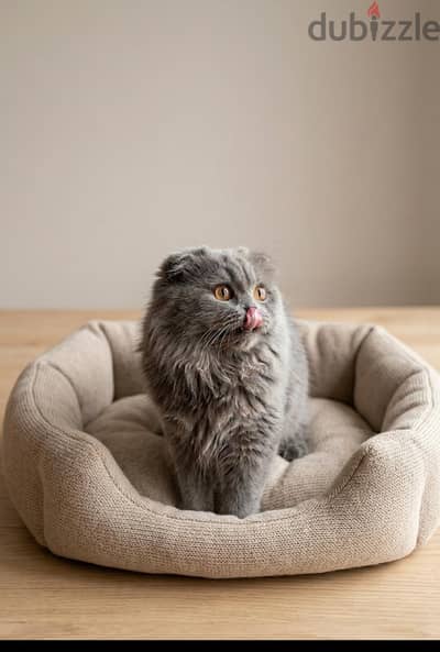 Scottish Fold cat for sale