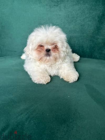 Shihtzu puppy