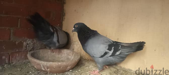 حمام رومي