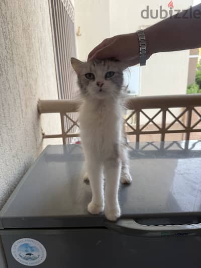 cat for adoption