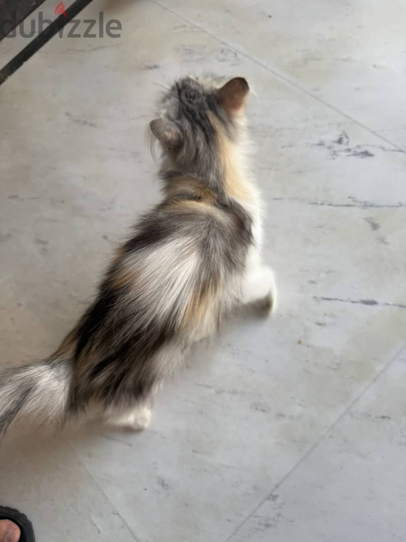 cat for adoption 1