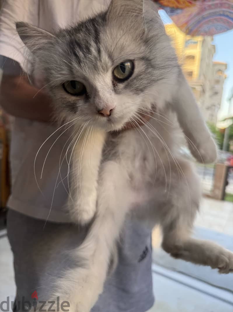 cat for adoption 2