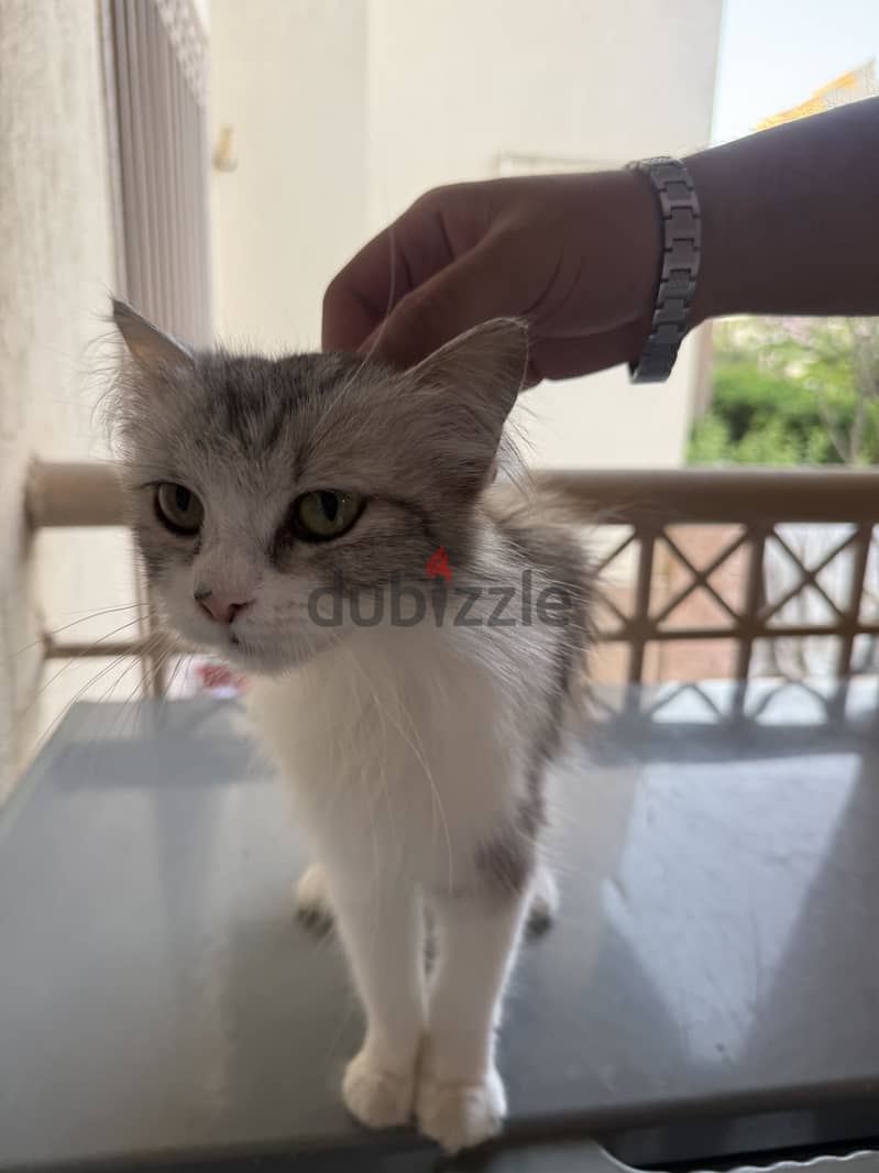cat for adoption 3