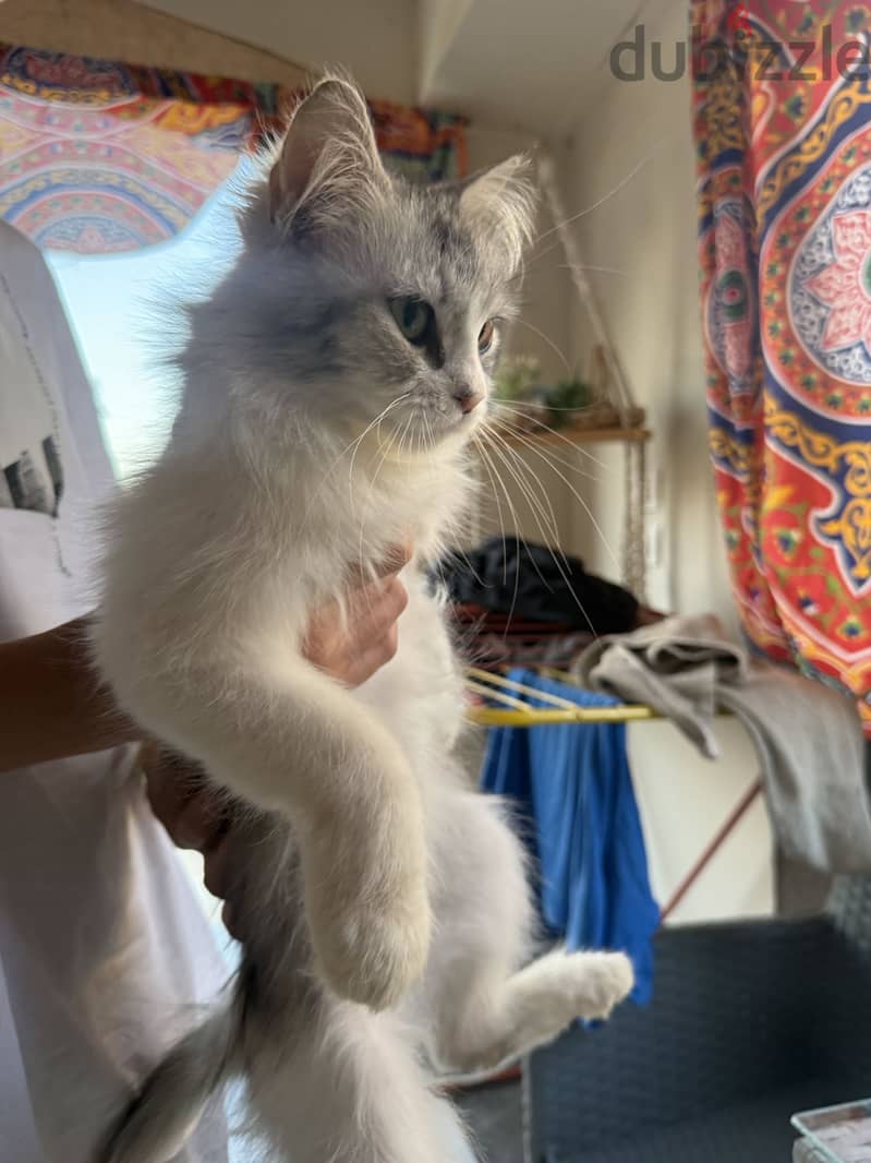 cat for adoption 4