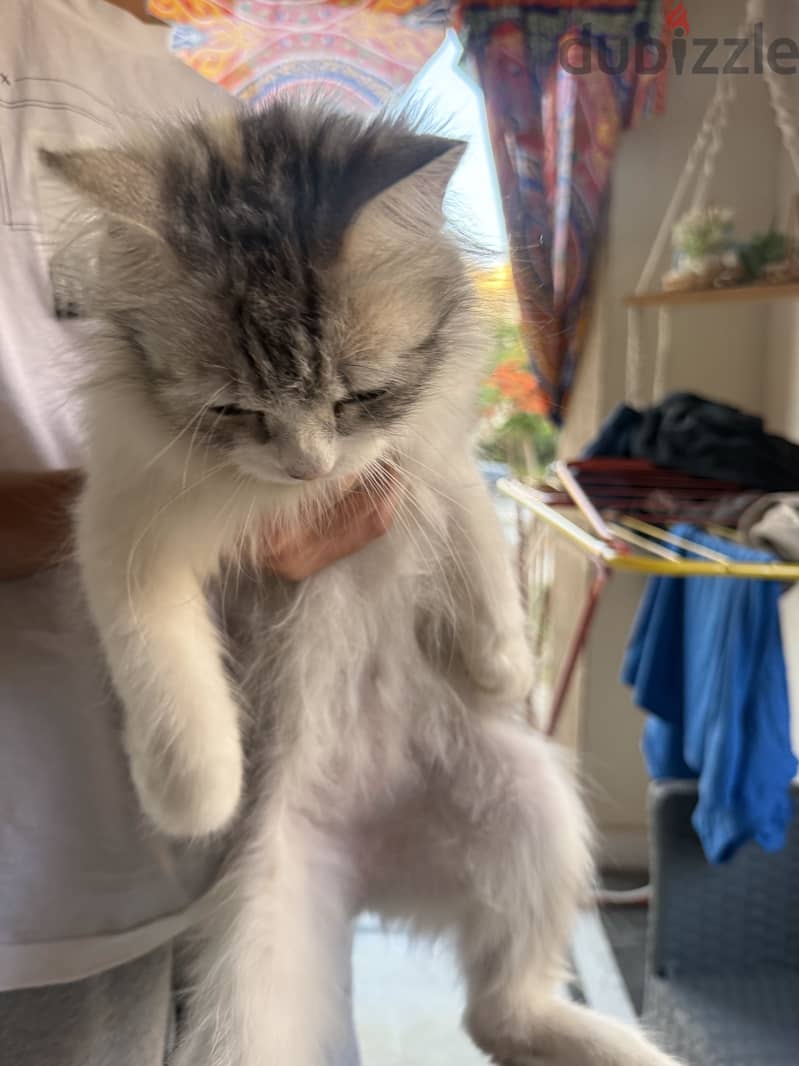 cat for adoption 5