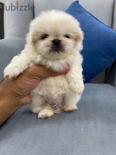 pikignes puppies