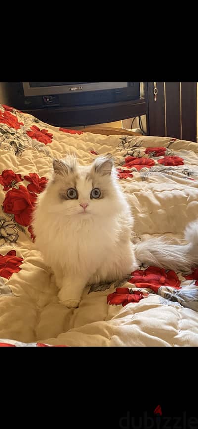 Ragdoll cat