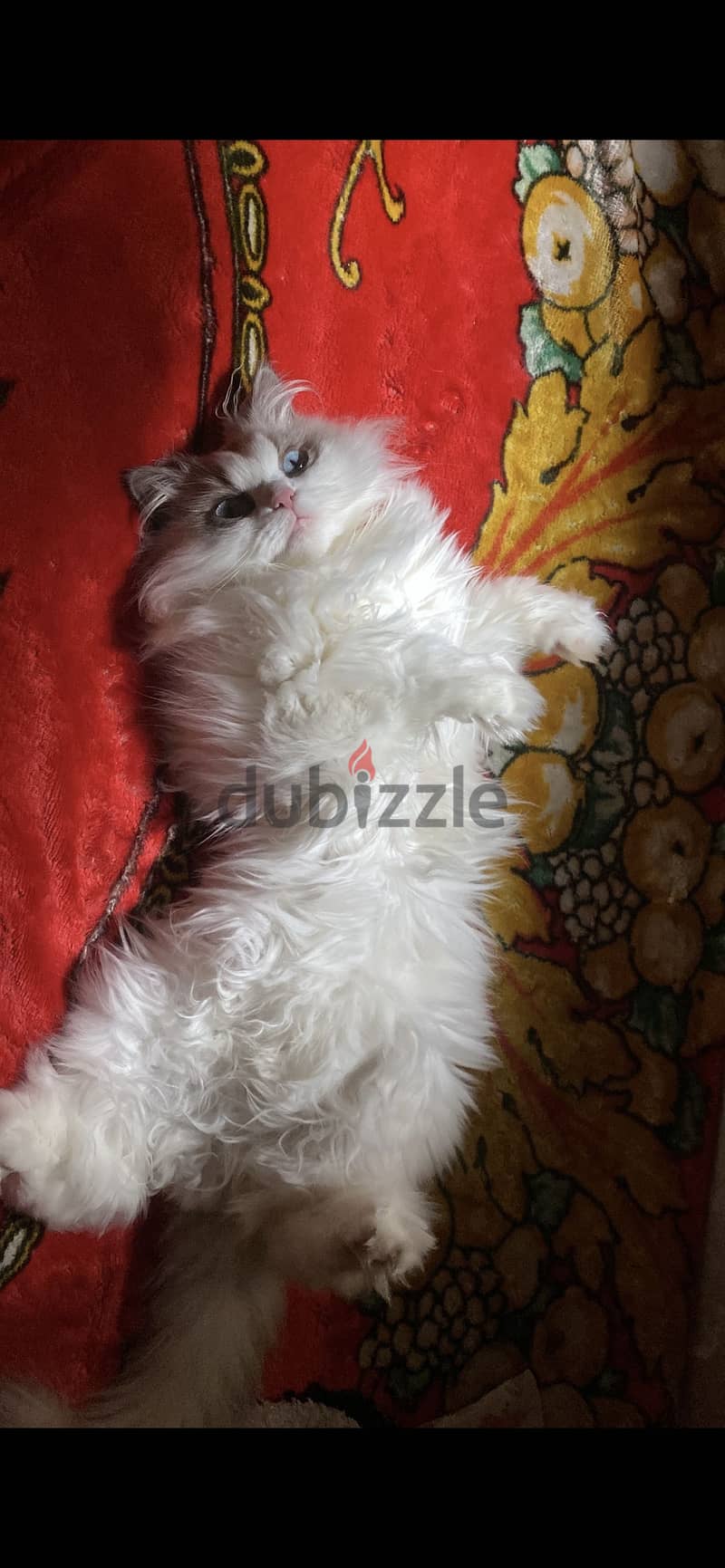 Ragdoll cat 1