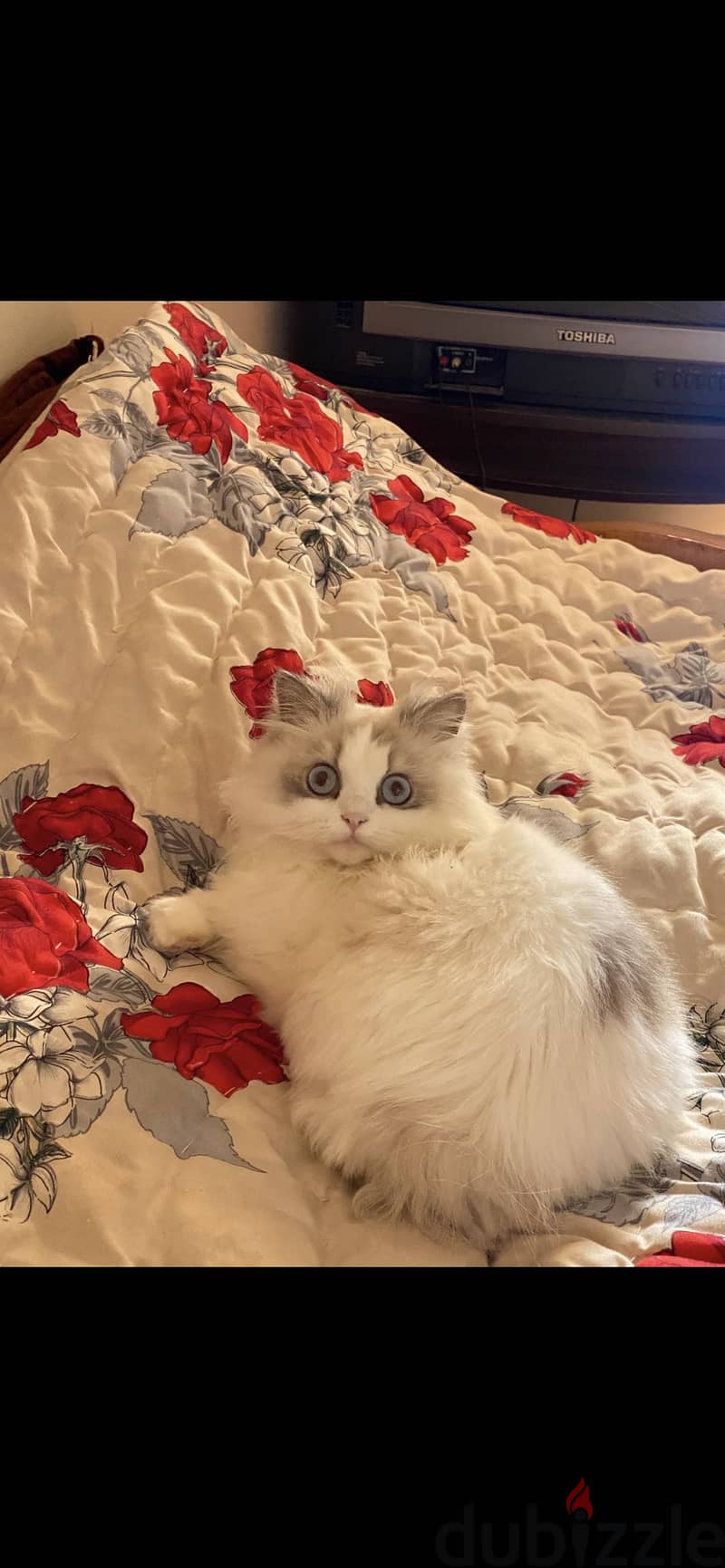 Ragdoll cat 2