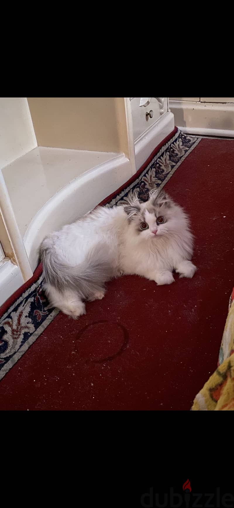 Ragdoll cat 3
