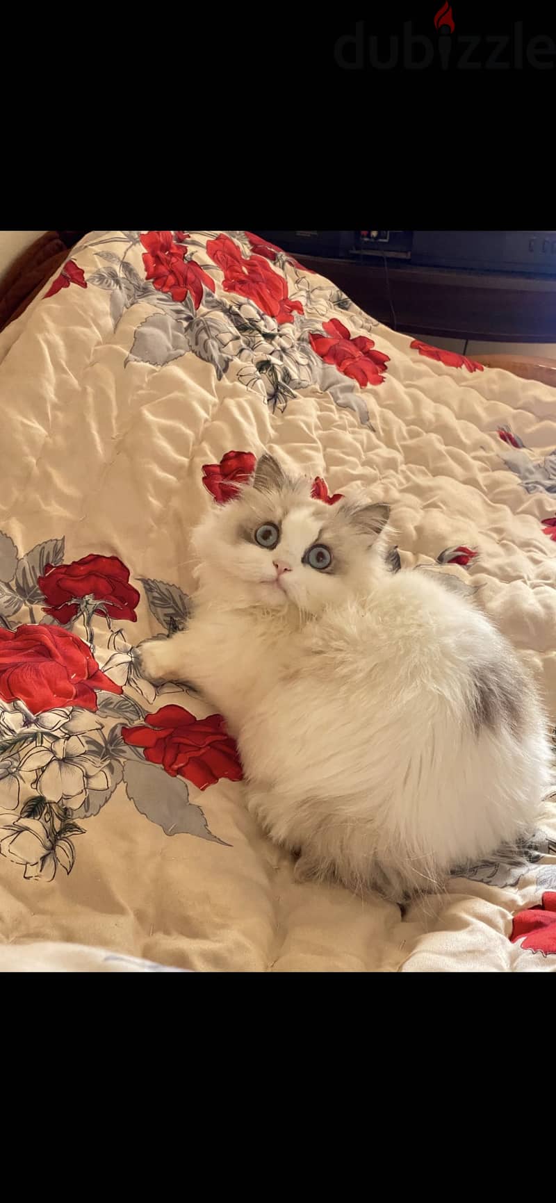 Ragdoll cat 4