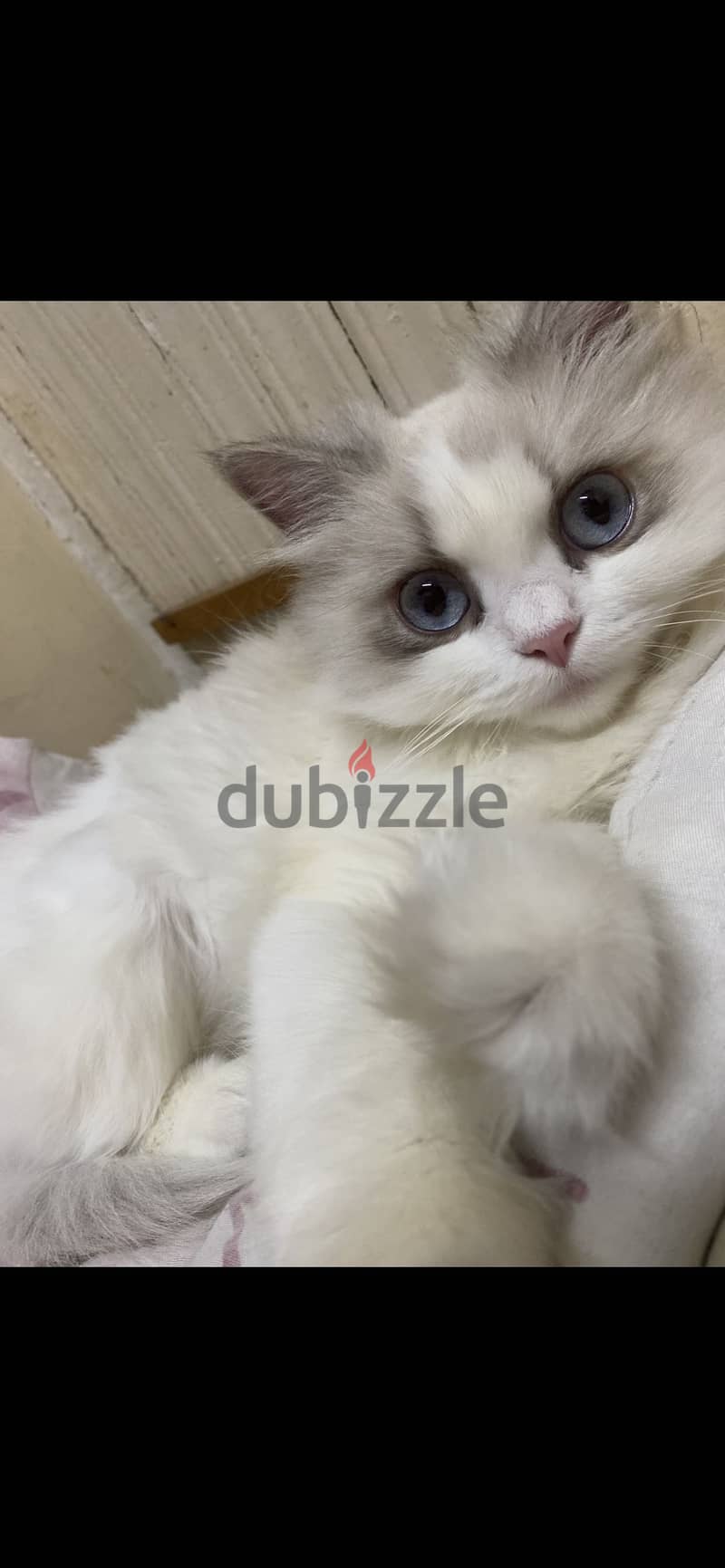 Ragdoll cat 5