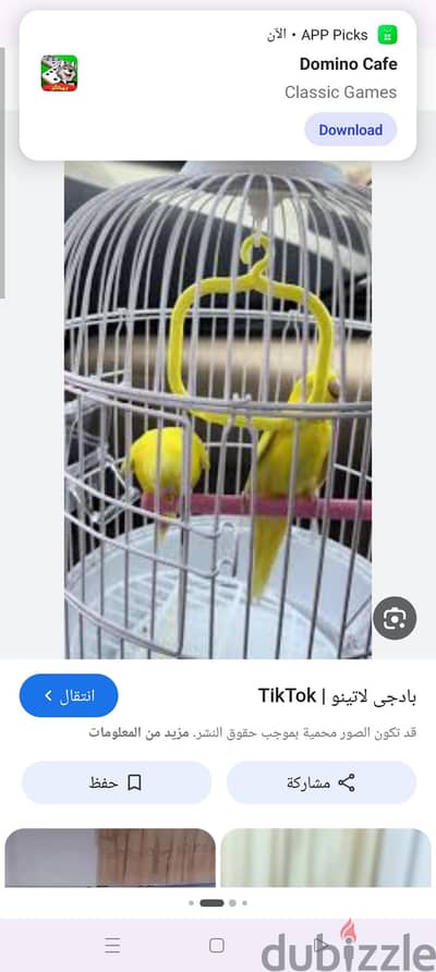 مطلوب زوج أسترالي لاتيني