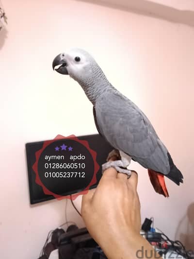 زنجباري