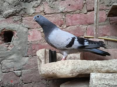 زغلولين معتمدين