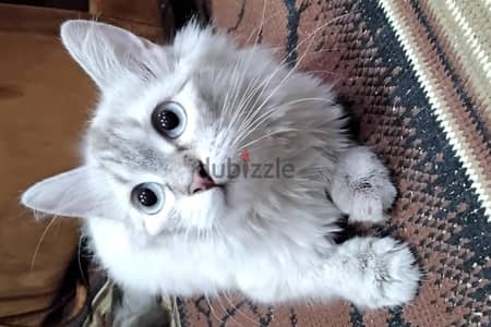 قطه أنثى هجين شيرازي وسيامي اربع شهور بالبوكس
