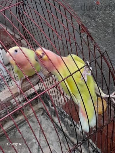 شبابات روز لاتينى