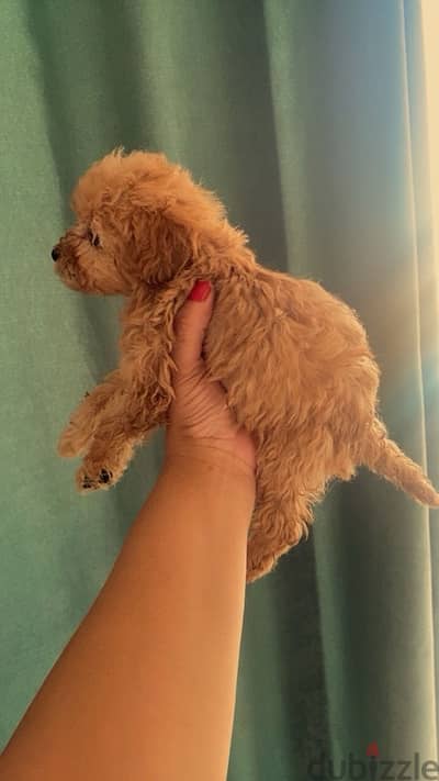 female poodle puppy