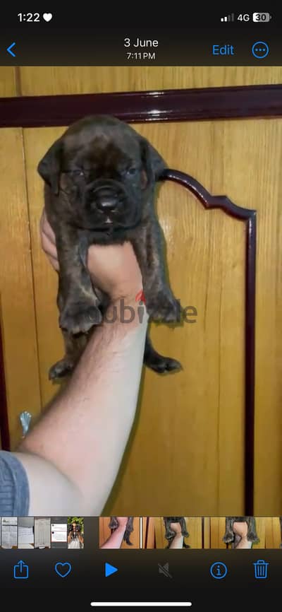 Cane corso