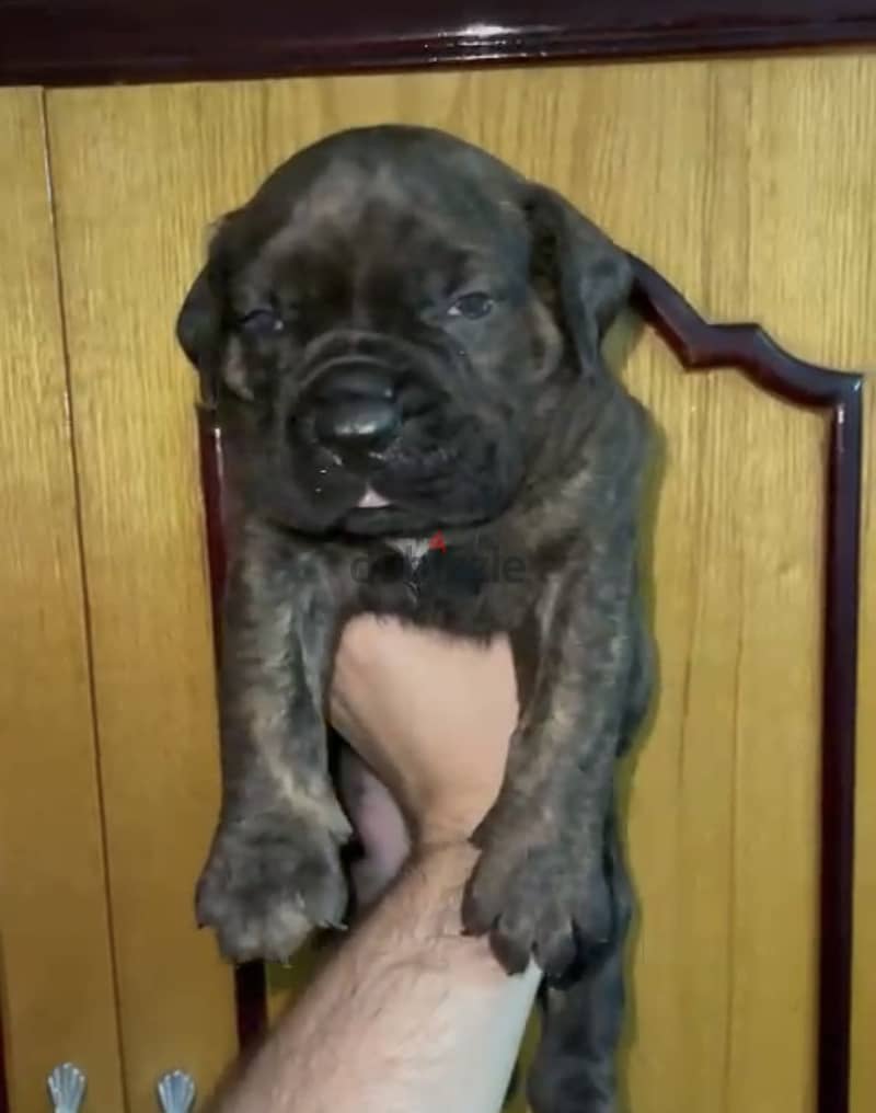 Cane corso 1