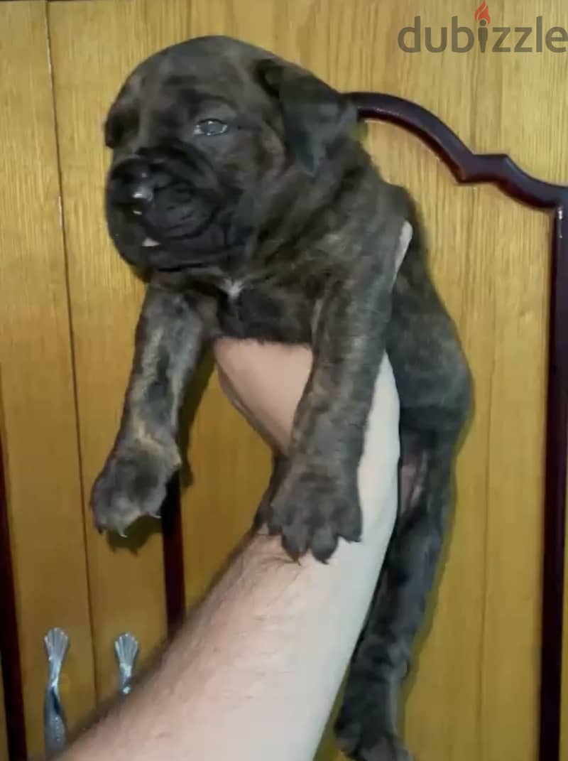 Cane corso 2