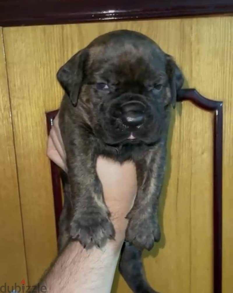Cane corso 3