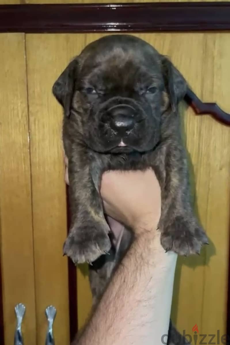Cane corso 4