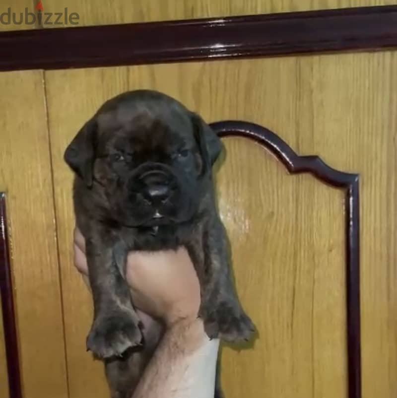 Cane corso 5