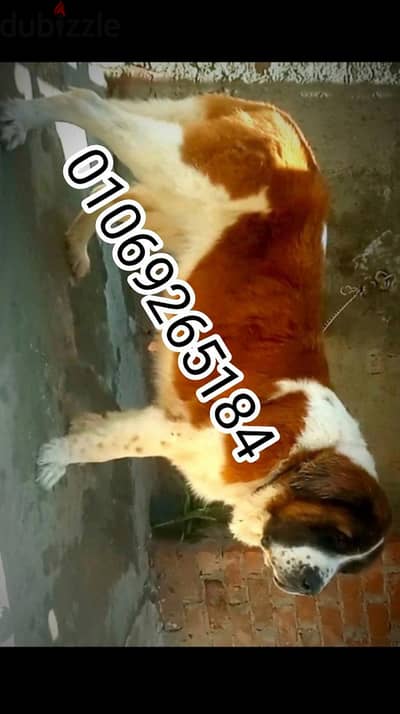 للبيع اجمل واضخم نتايه سانت برندل وسعر بحق جرو جيرمن 
