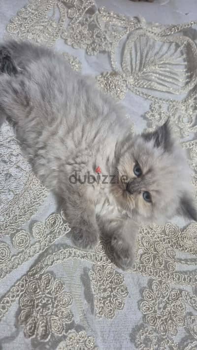 قطة ابنت صغيرة ٥٠ يوم