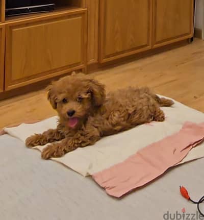 Toy poodle