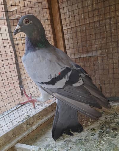 نتايه  جمعيه