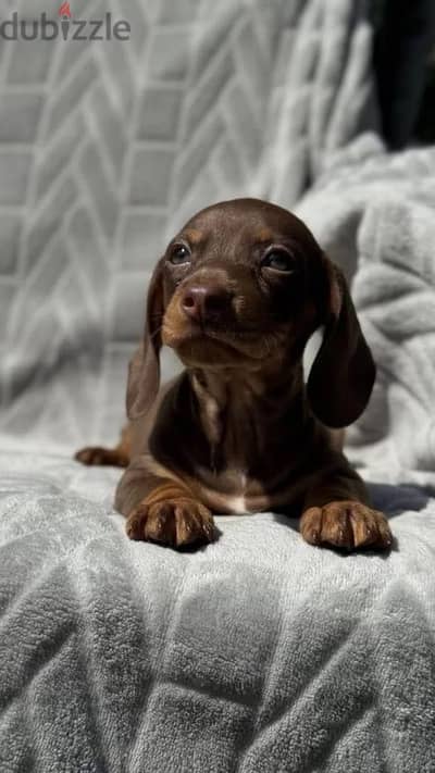 Miniature Dach pupppy female from Russia