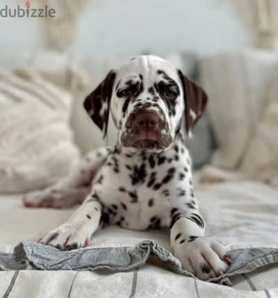 Dalmatian puppies from Russia