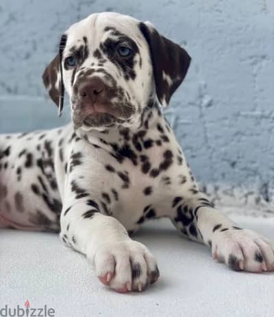 Dalmatian puppies from Russia