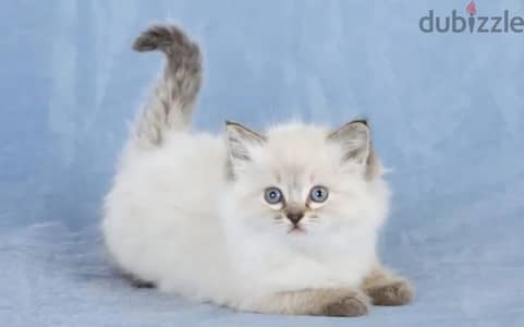 Ragdoll kitten female from Russia