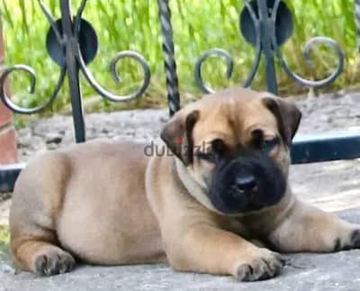 Boerboel puppy boy from Russia