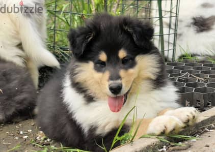 Collie puppy male from Russia