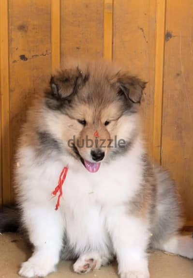 Collie puppy male from Russia
