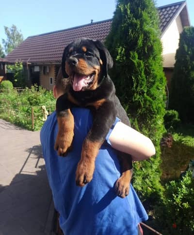 Rottweiler puppy male from Russia