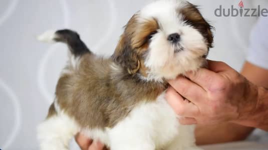 Shih Tzu puppy boy from Russia