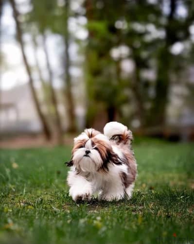 Shih Tzu puppy boy from Russia