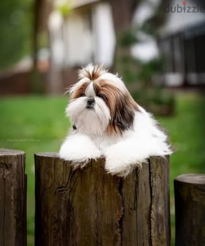 Shih Tzu puppy boy from Russia