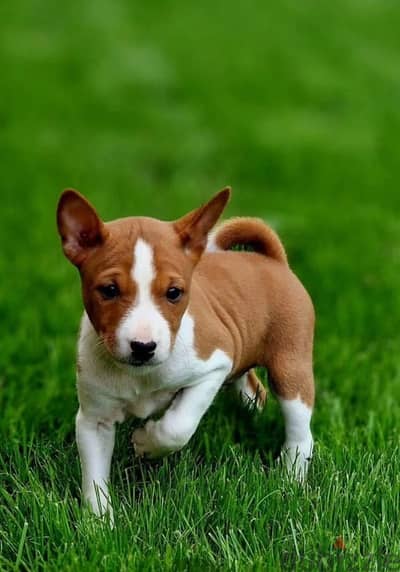 Basenji puppy male from Russia