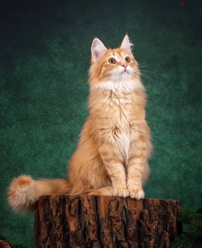 Norwegian forest kitten female from Russia