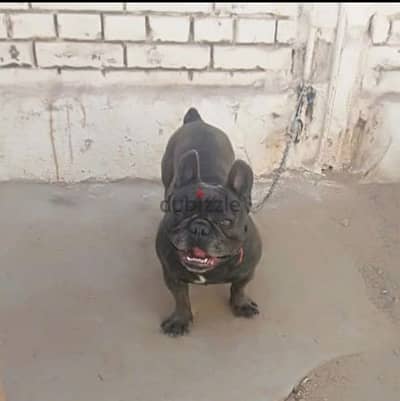 male frensh bulldog blue brindle